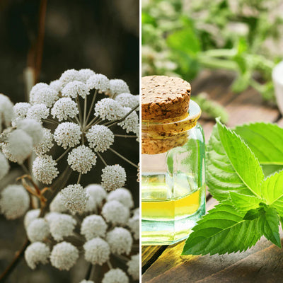 Stimola la microcircolazione